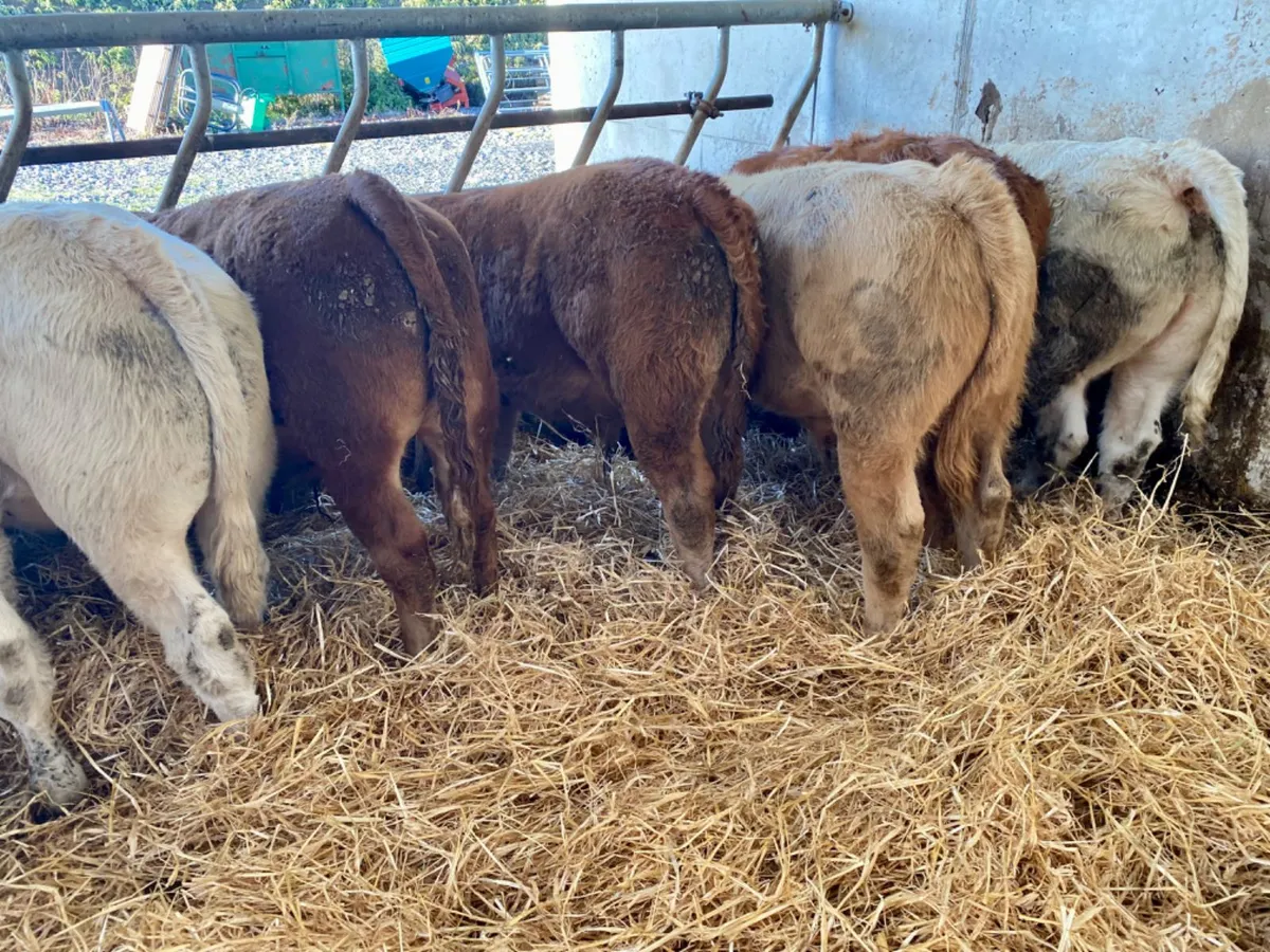 Super Bulls - Image 2