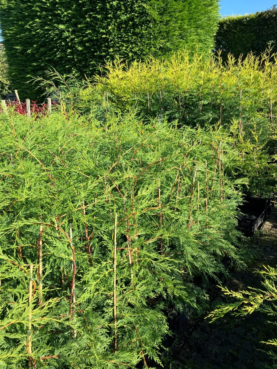 Leylandii laurel  hedging - Image 1