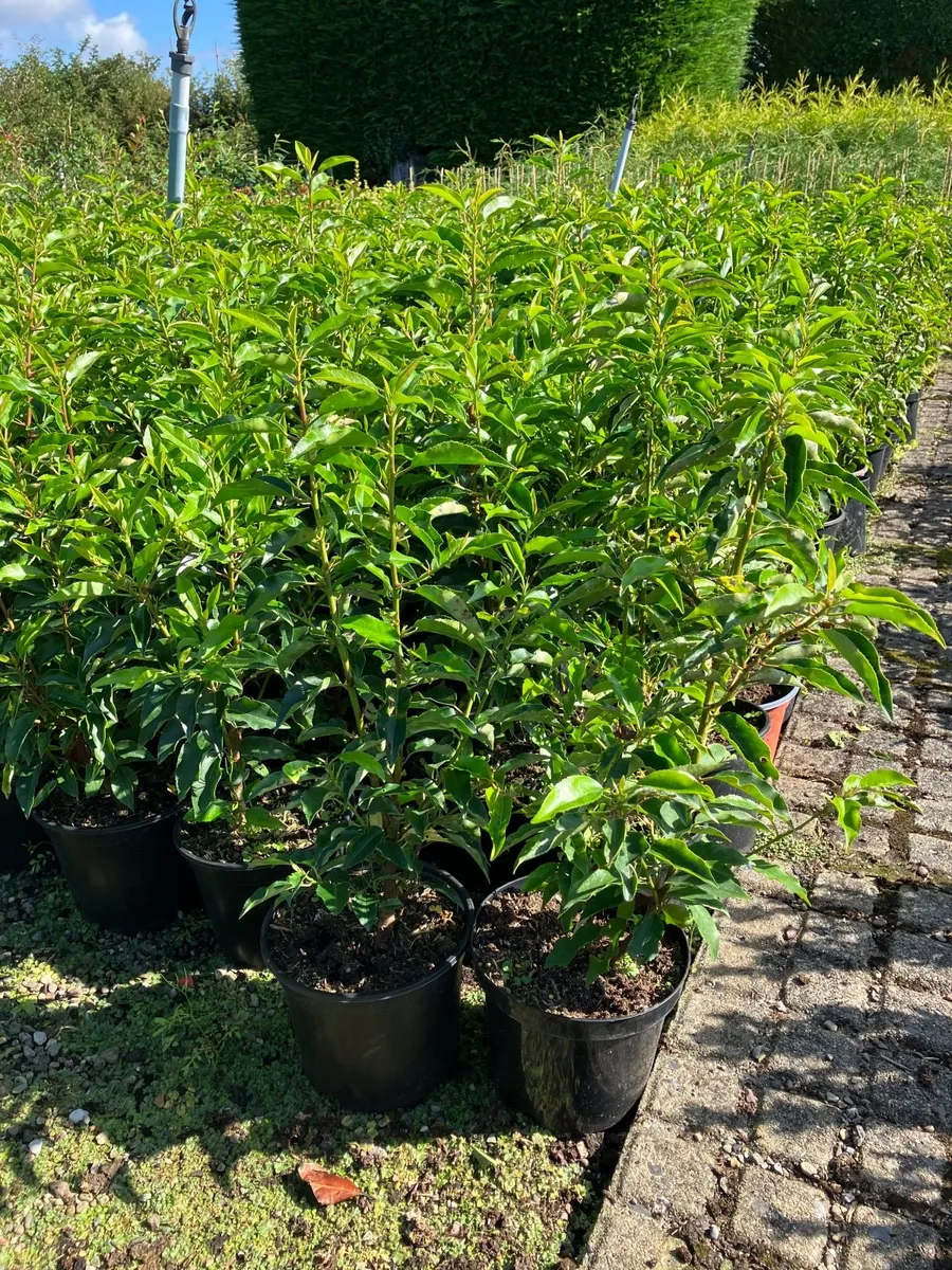 Leylandii laurel  hedging - Image 4