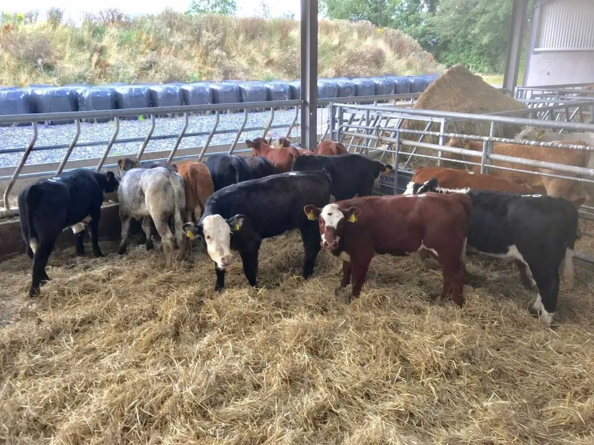 200 Continental Cattle in stock - Image 4