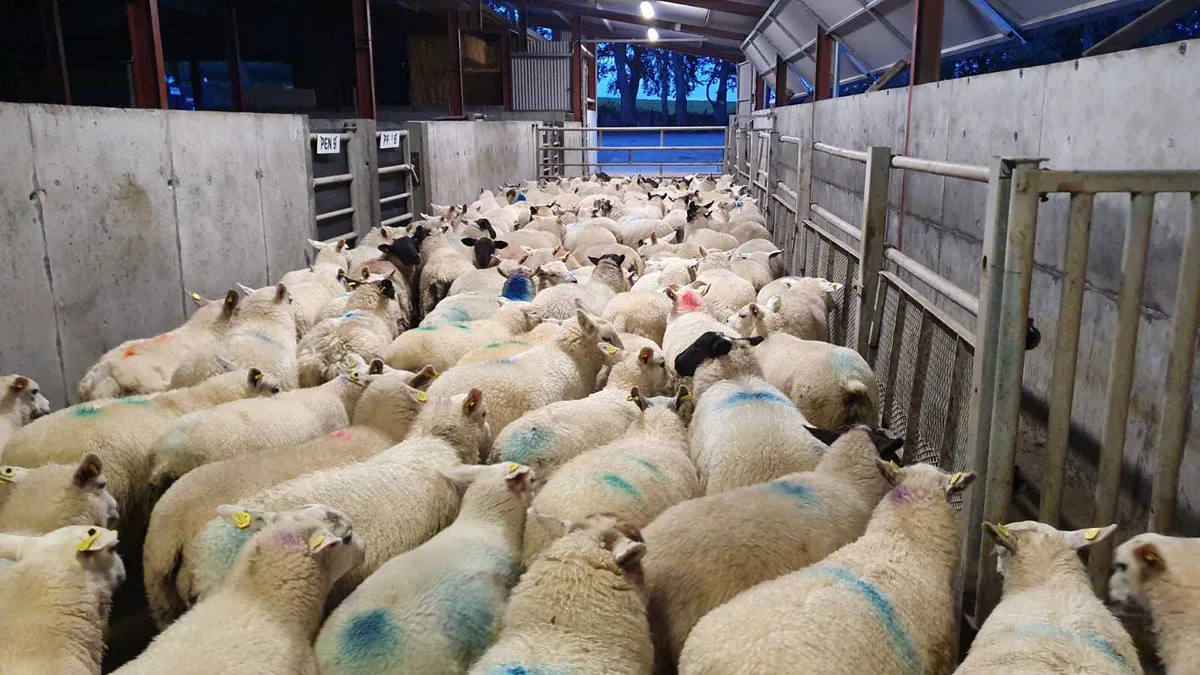 Large Numbers of Store Lambs Available - Image 1