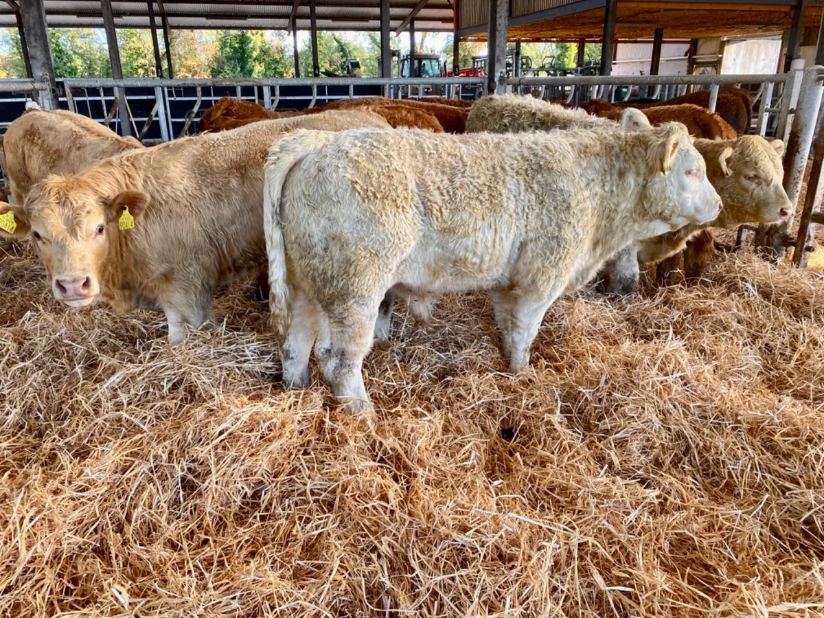 Top Class Bulls - Image 4