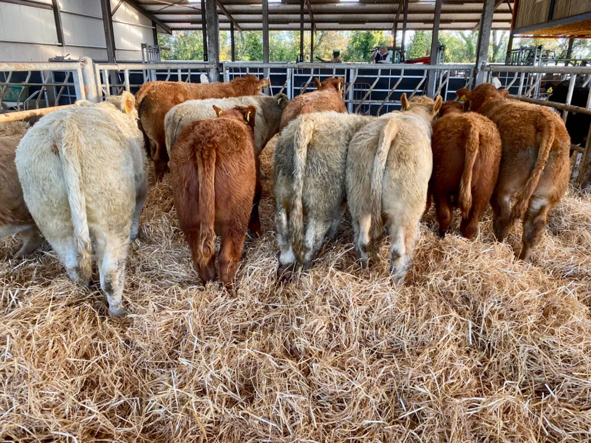 Top Class Bulls - Image 3