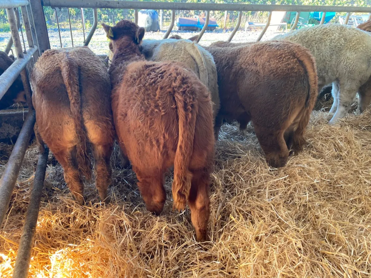 Top Class Bulls - Image 1