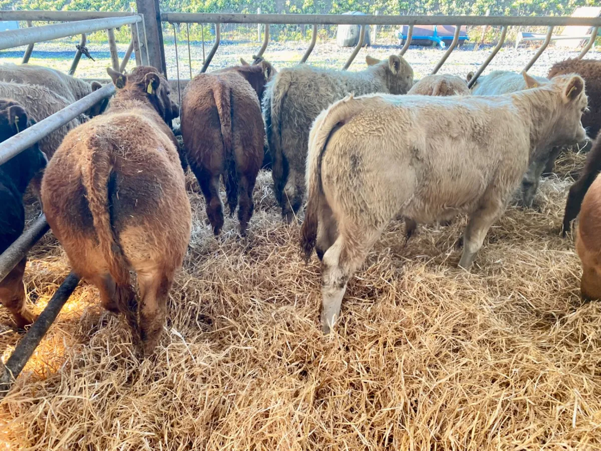 Top Class Bulls - Image 2