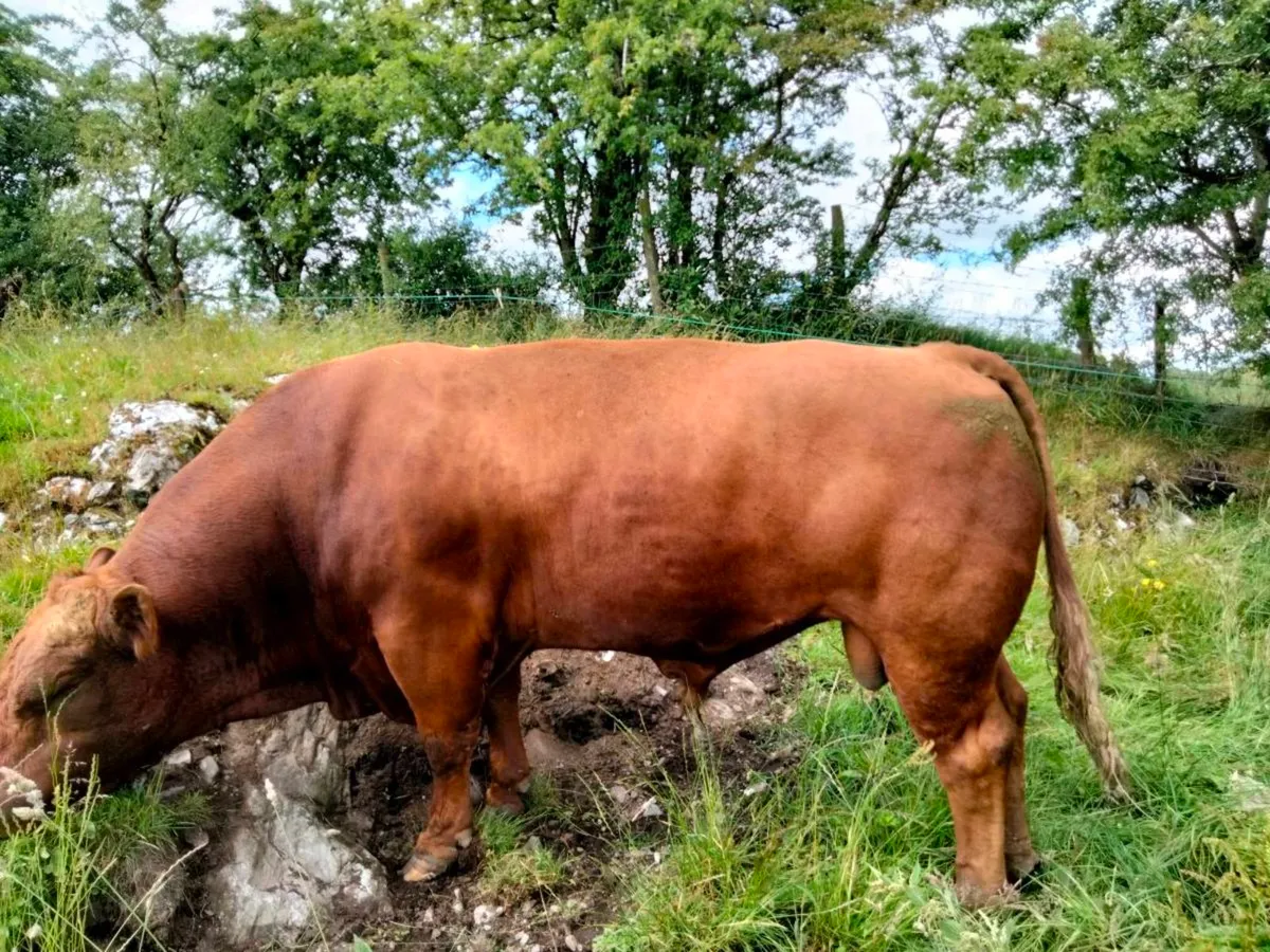 Stabiliser Bull,s and in calf Heifer's - Image 2