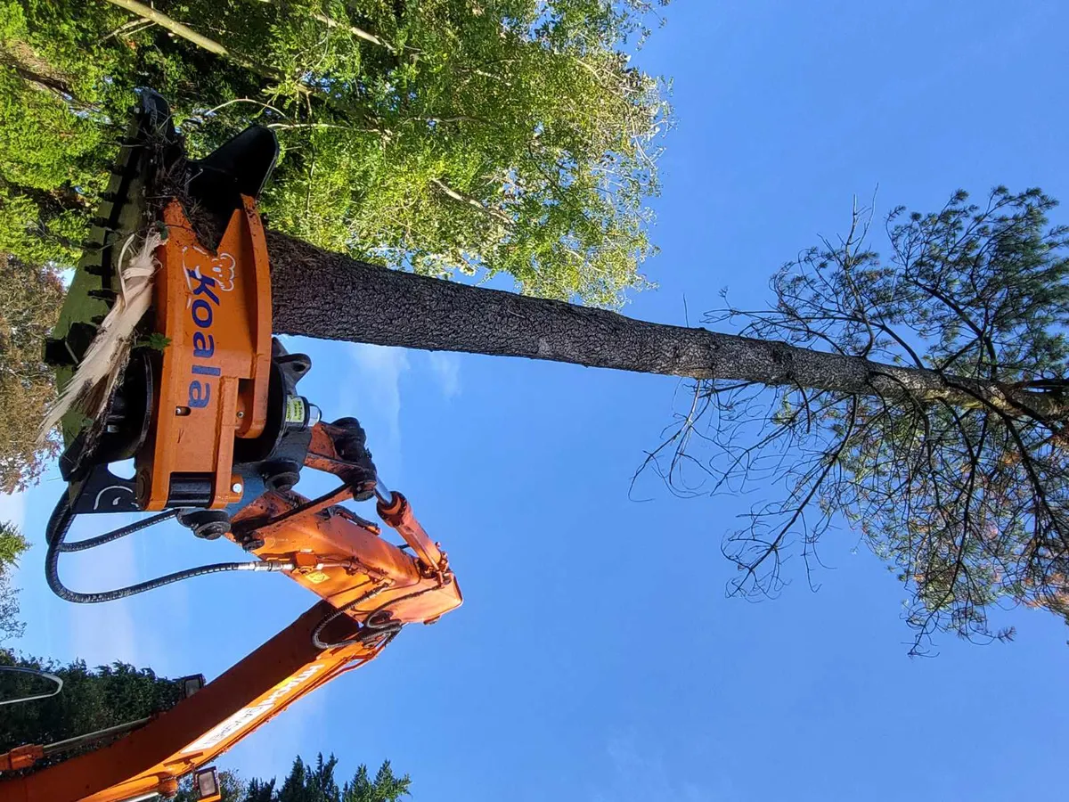 Koala K300 Tree shears strikes again! - Image 3