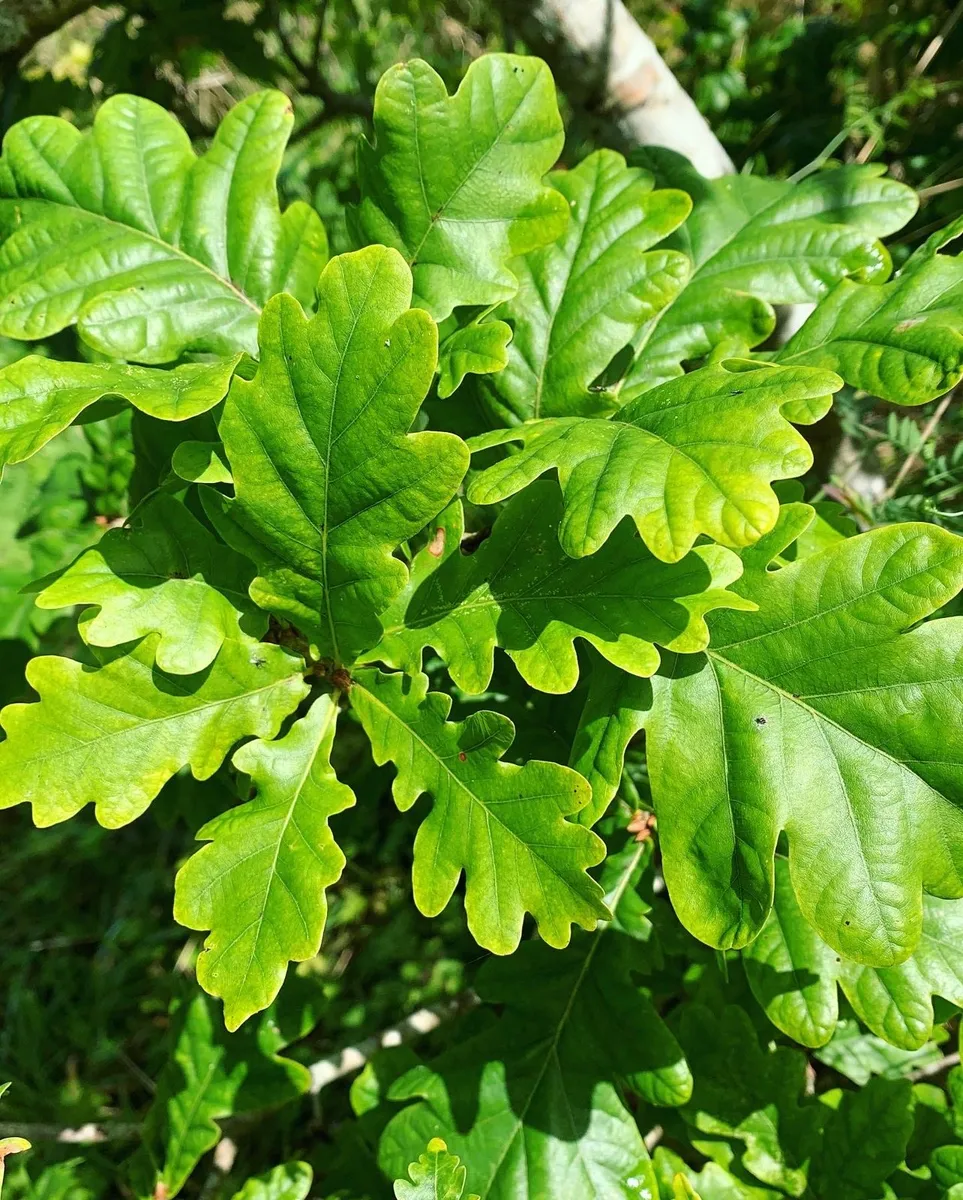 Native Trees/ Trees for ACRES scheme