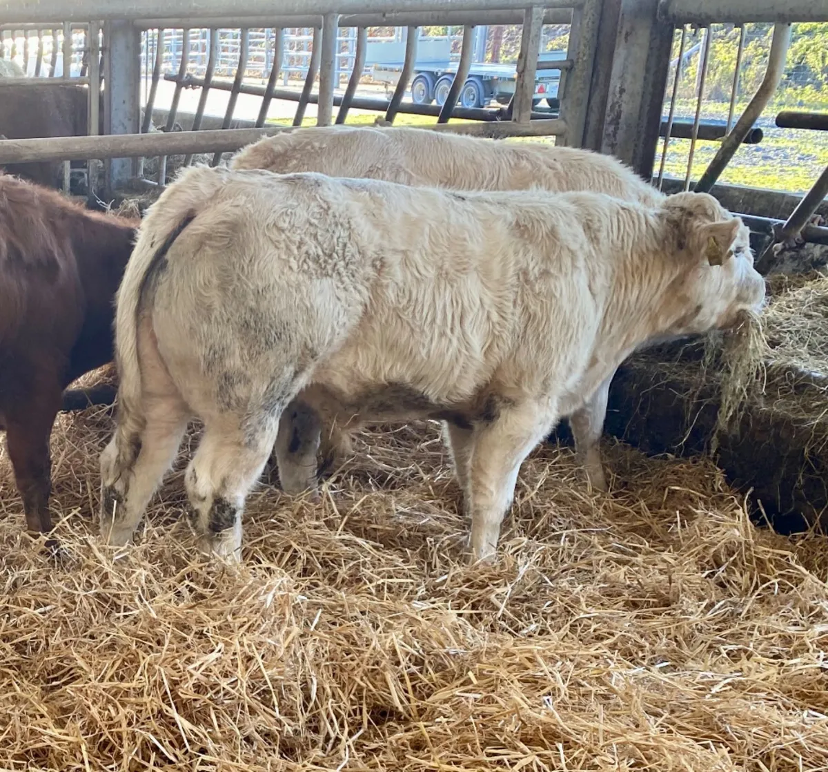 Runner Bulls - Image 1