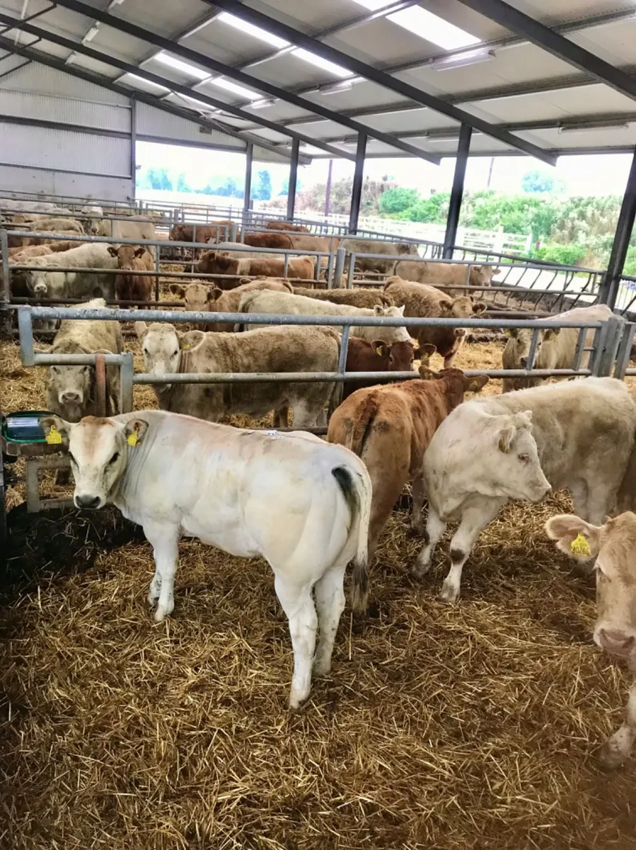 Continental Bullocks / Heifers - Image 1