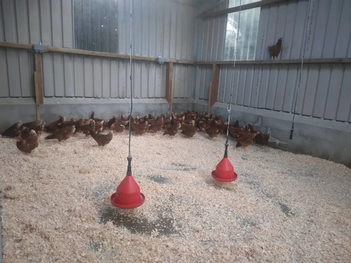 Poultry - Image 4