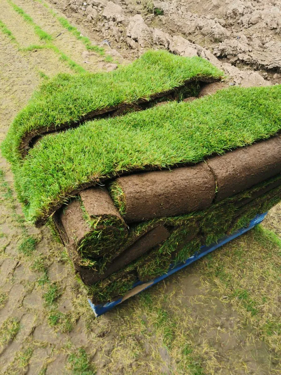 Martyn Lawns Lawn Turf Supplier - Image 2