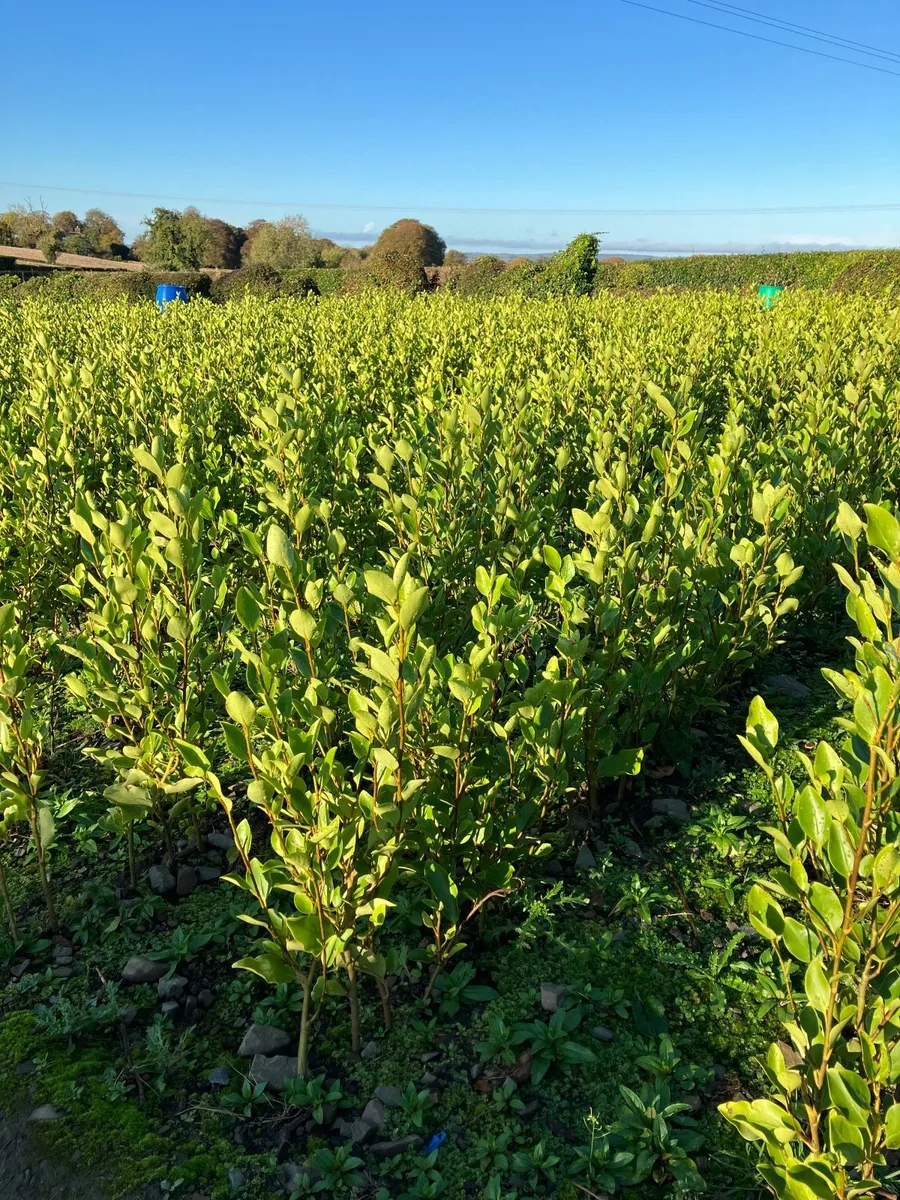 Trees , Hedging - Image 2