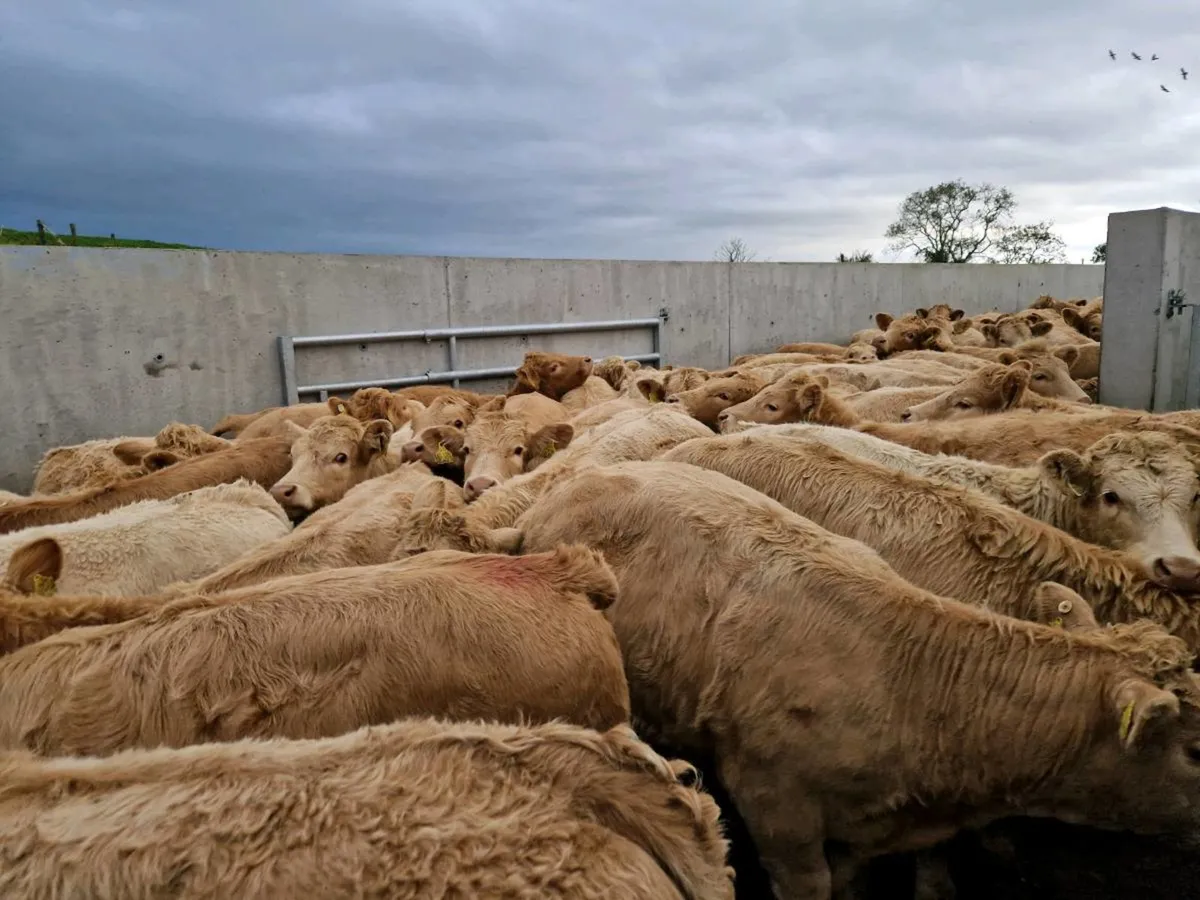 200 Continental Heifers @MulliganHeiferFarm - Image 4