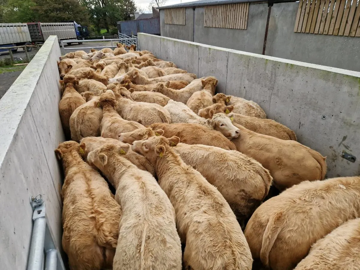 200  CHX weanling Heifers @MulliganHeiferFarm - Image 1