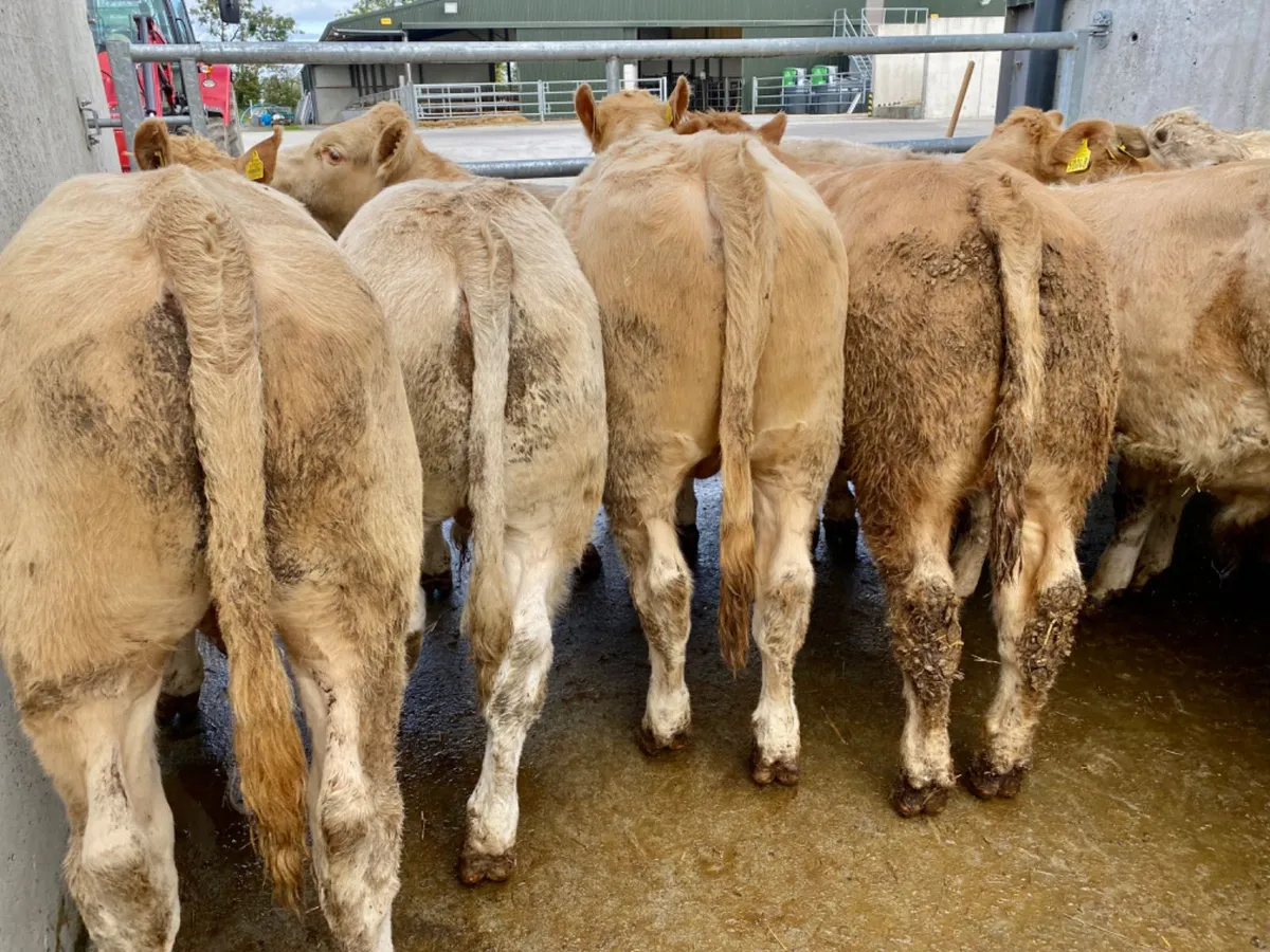 Super Bullocks - Image 1