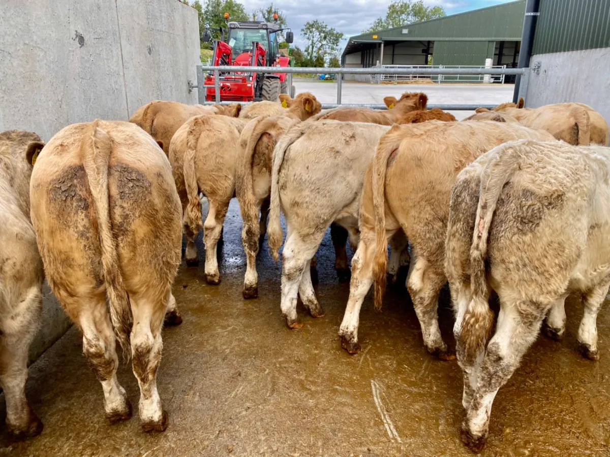 Super Bullocks - Image 2