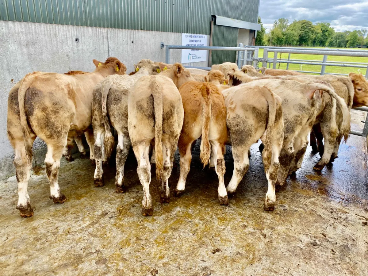 Super Bullocks - Image 3