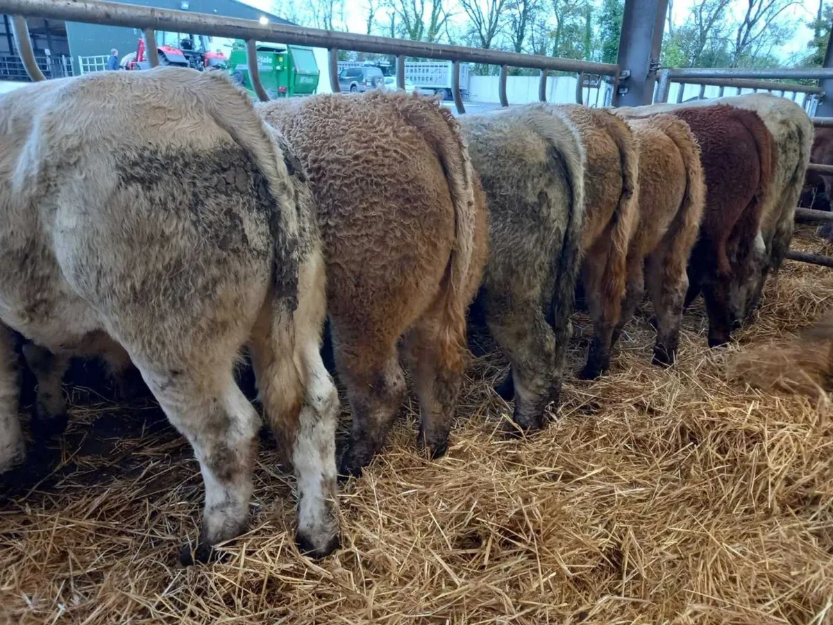 Charolais Bullocks - Image 1