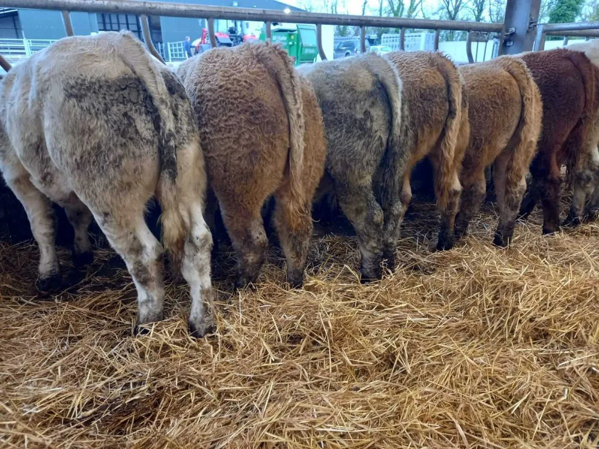 Charolais Bullocks - Image 4