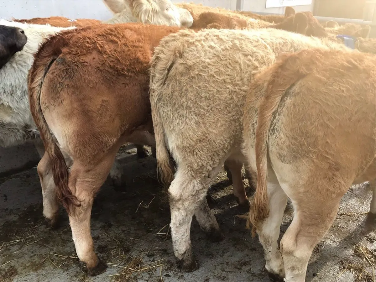 Charolais Heifers