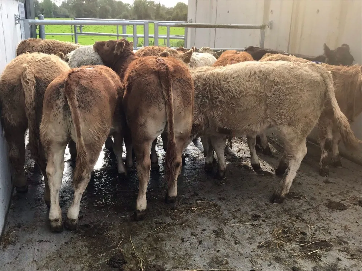 Charolais Heifers - Image 2