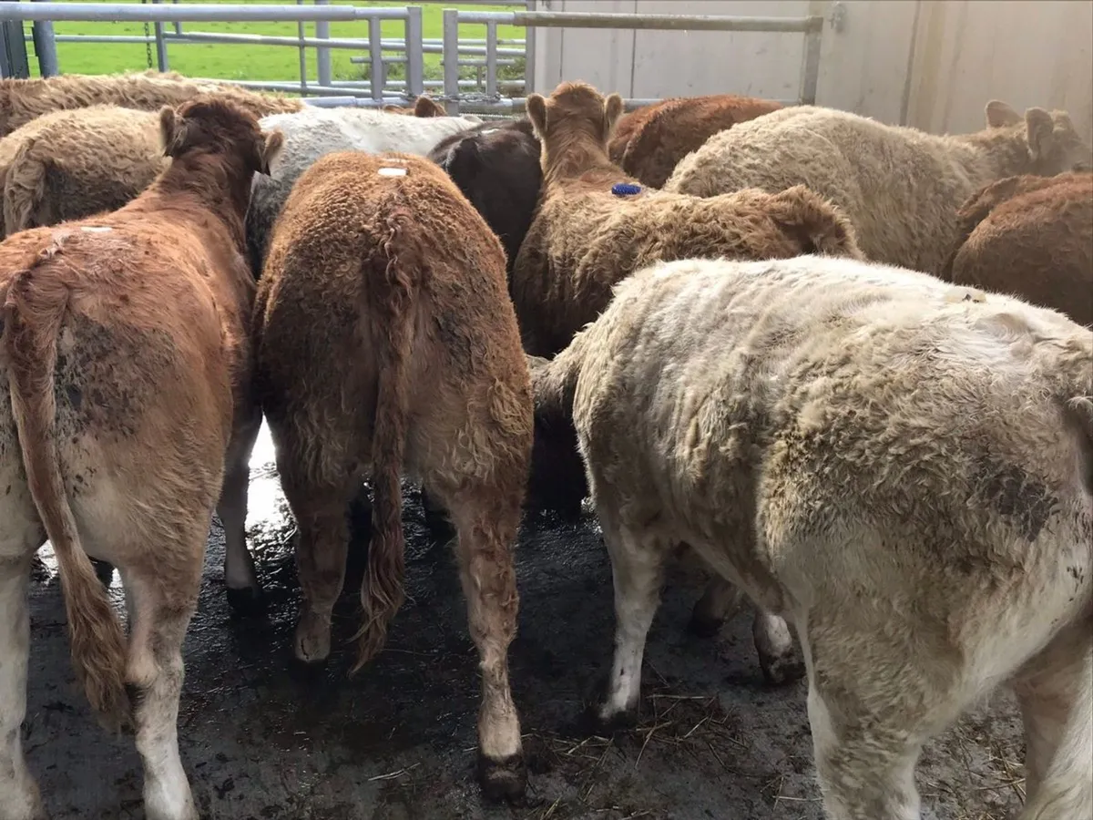 Charolais Heifers - Image 3