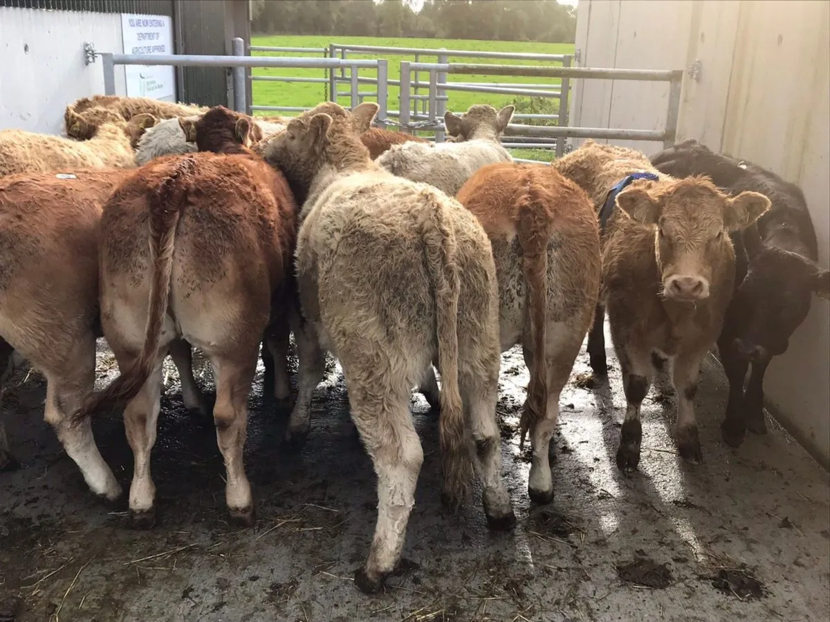 Charolais Heifers - Image 4