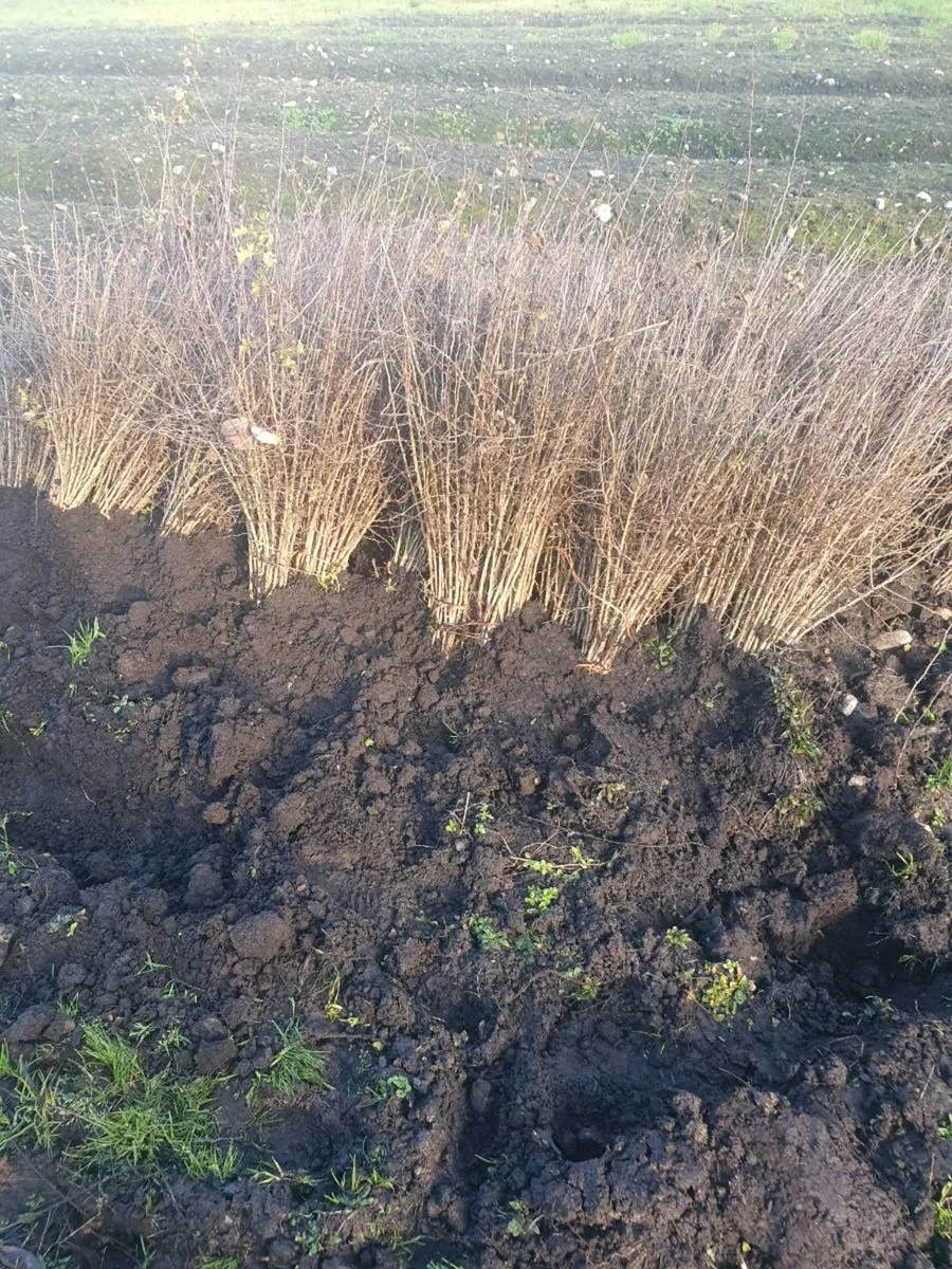 WHITETHORN CLEARANCE SALE. - Image 1