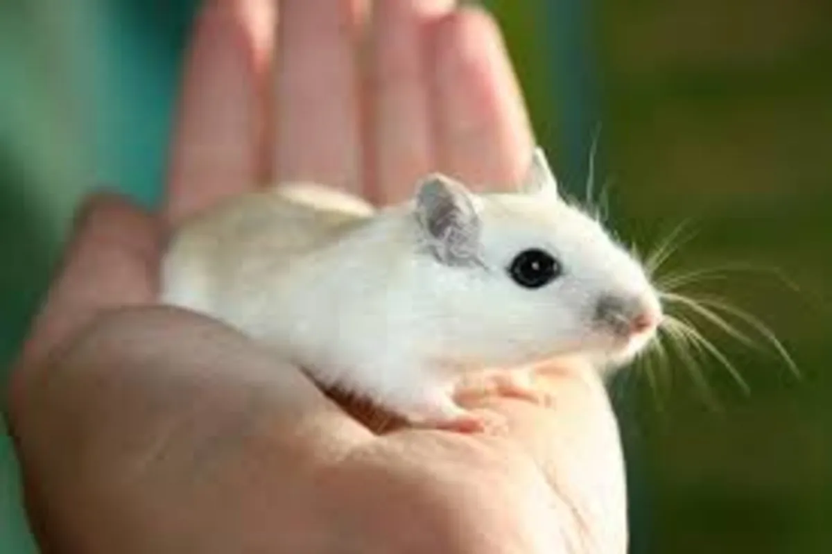 YOUNG GERBILS CURRENTLY AVAILABLE - Image 1
