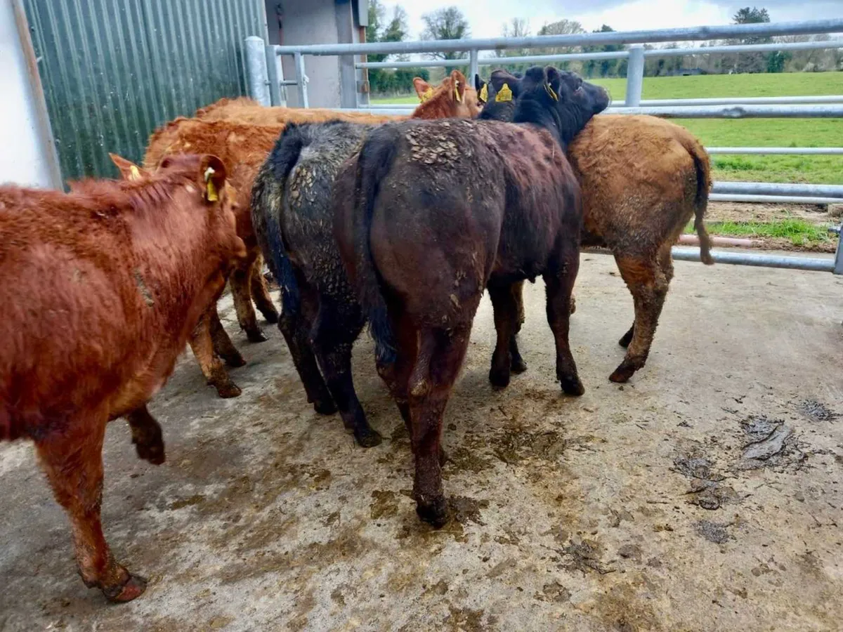 Light Heifers - Image 4