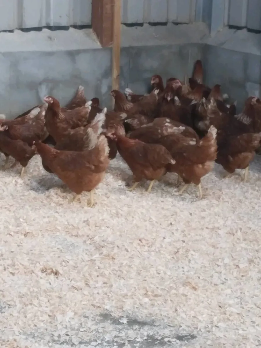 Pullets, Guineafowl - Image 3