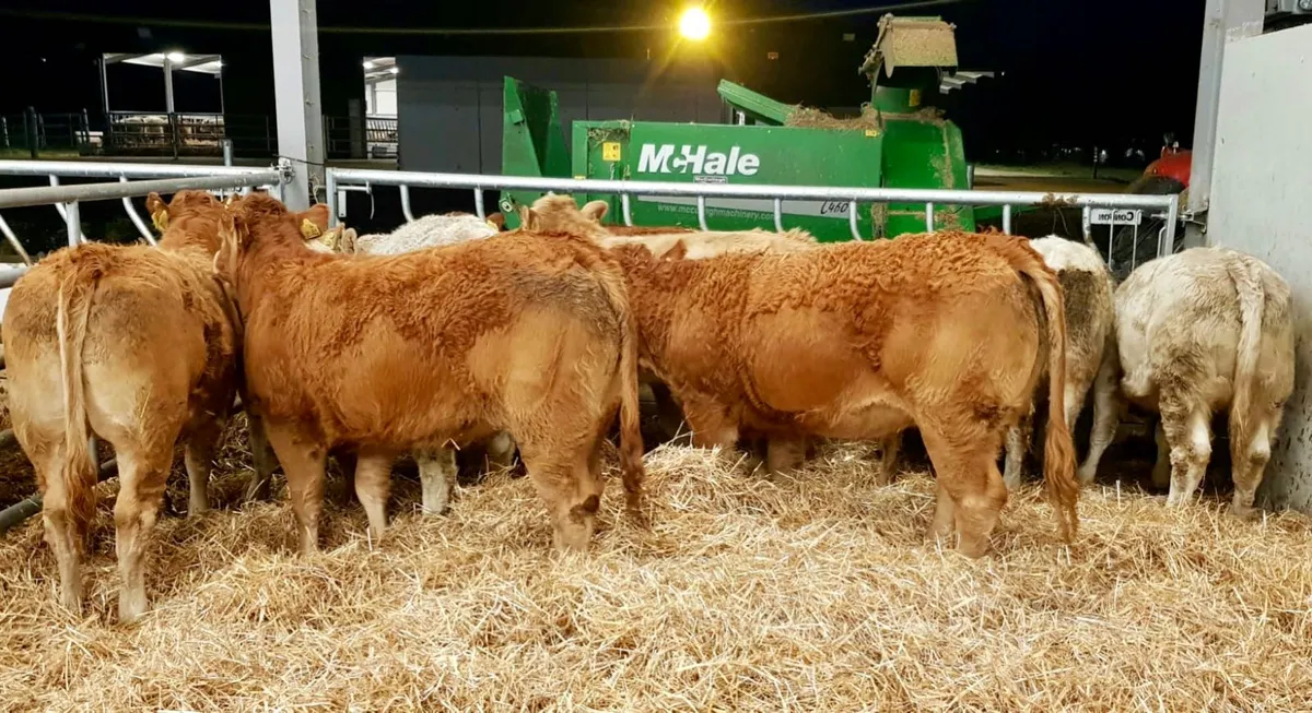 Super Heifers - Image 1