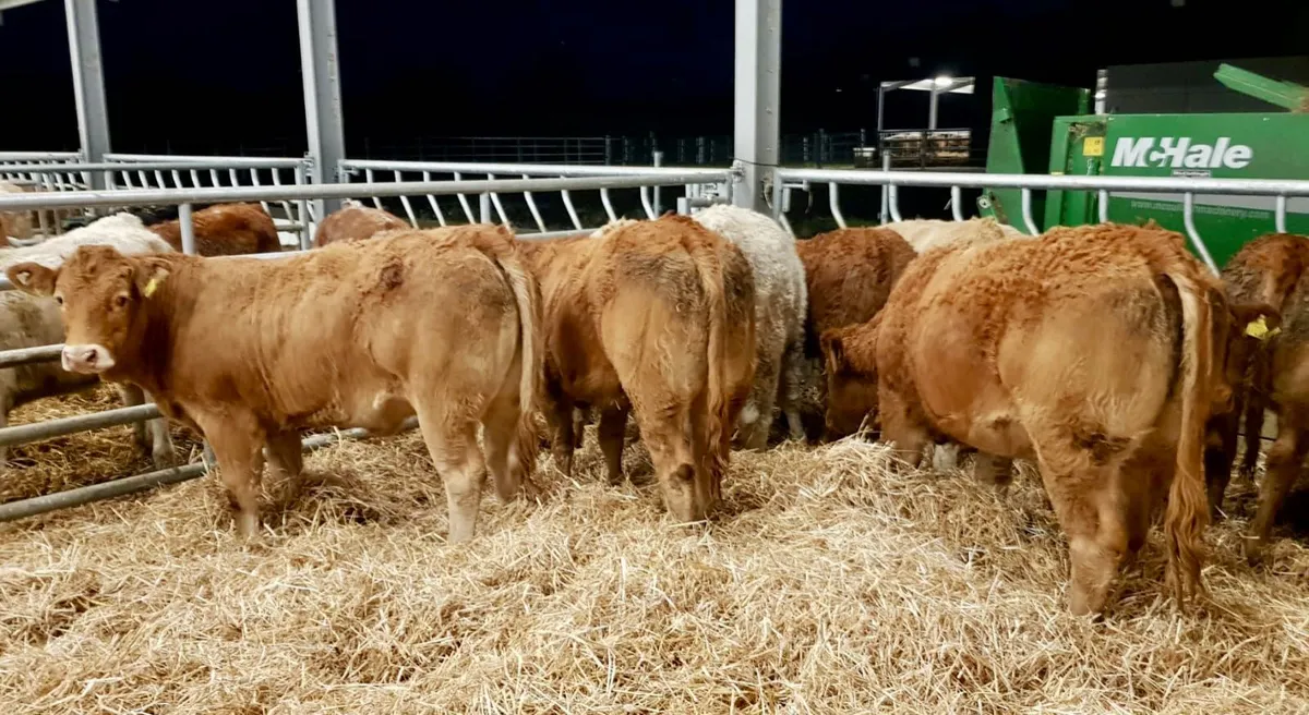 Super Heifers - Image 2