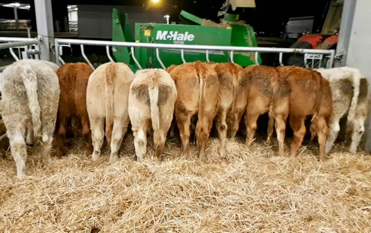 Super Heifers - Image 4
