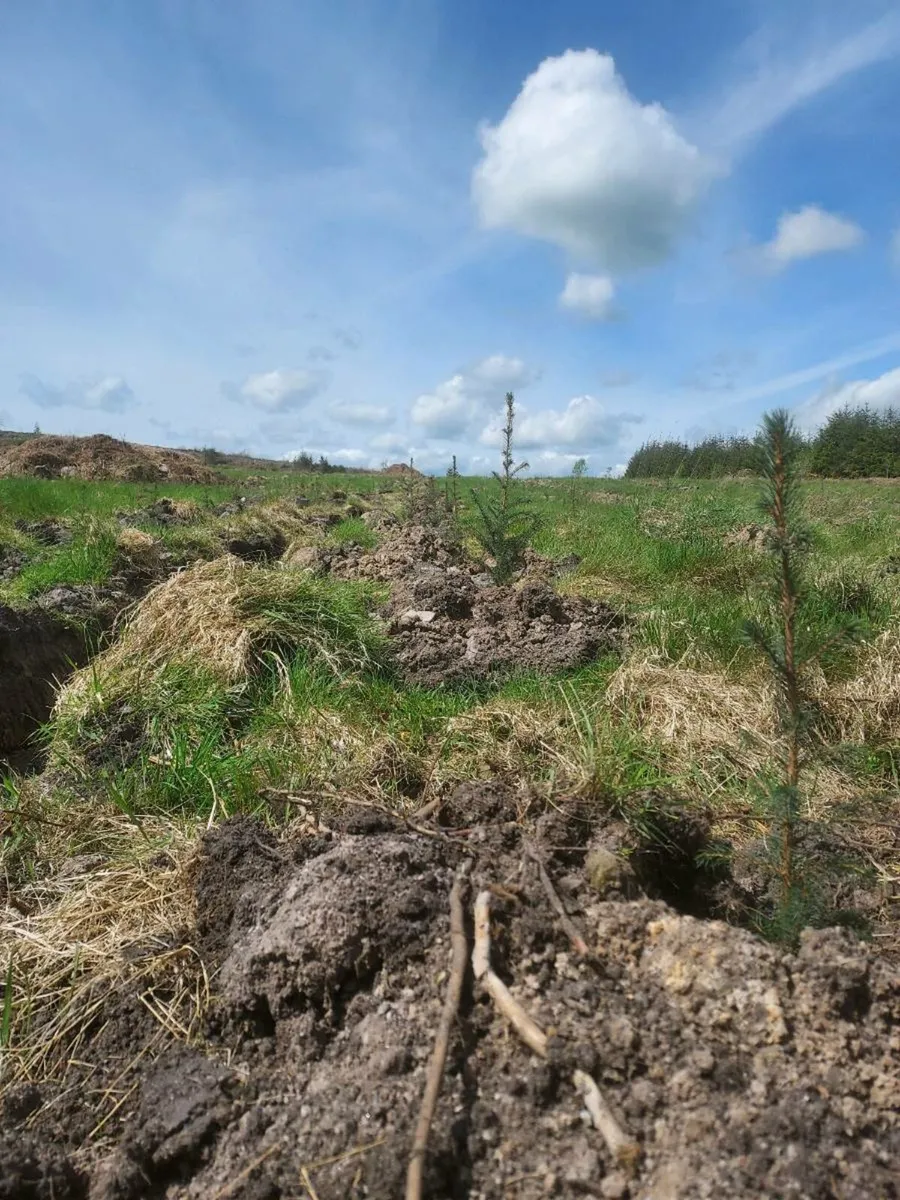 ACRES Hedge Planting - Image 3