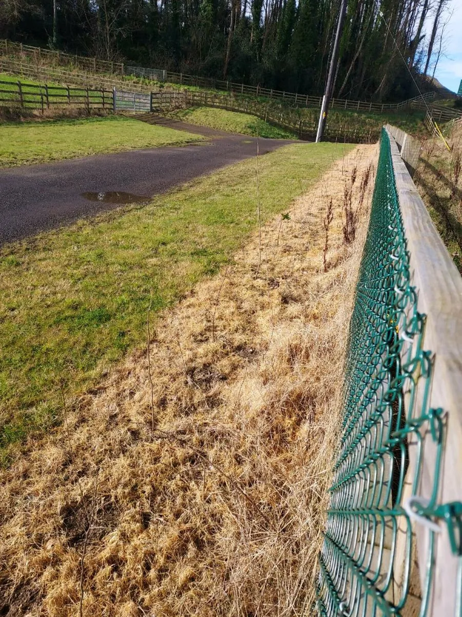 ACRES Hedge Planting - Image 4