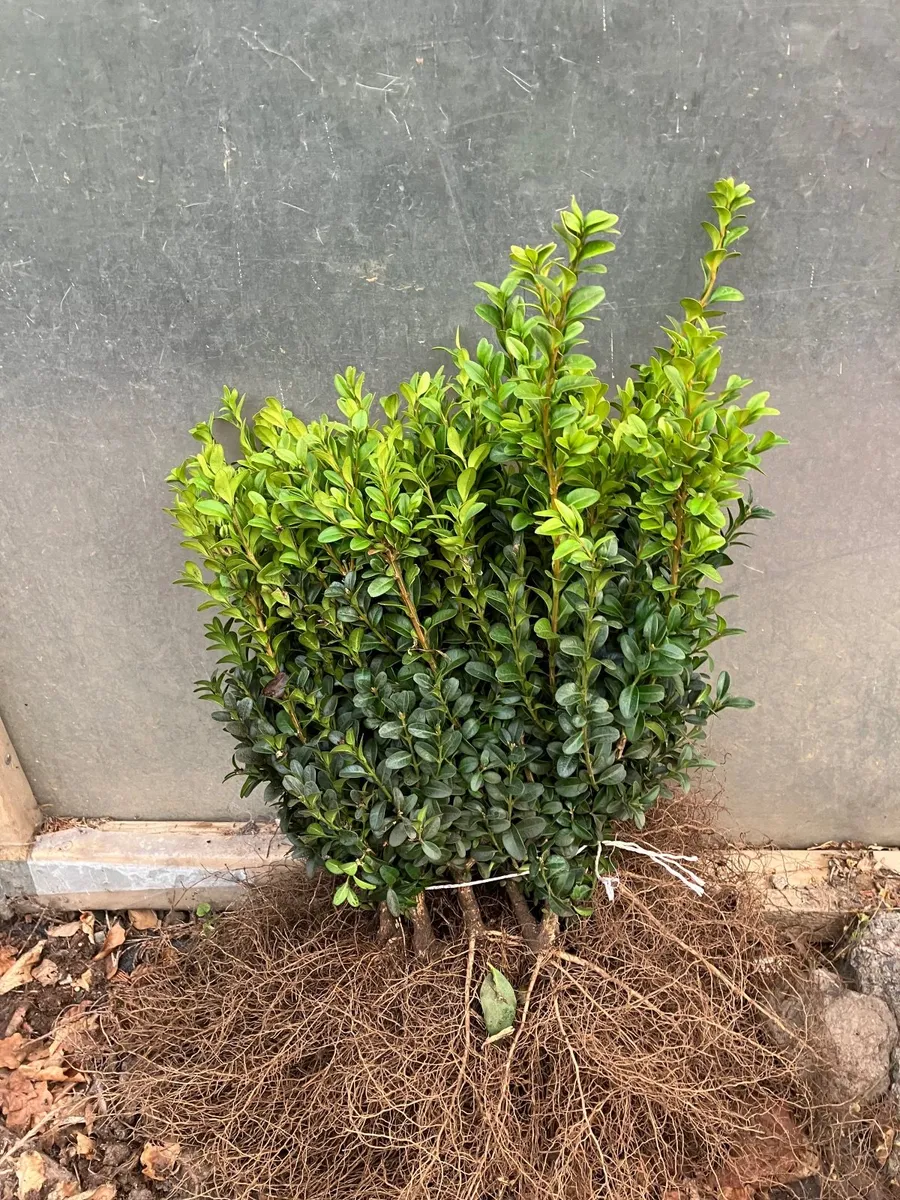 Trees ,  Boxwood  hedging - Image 2