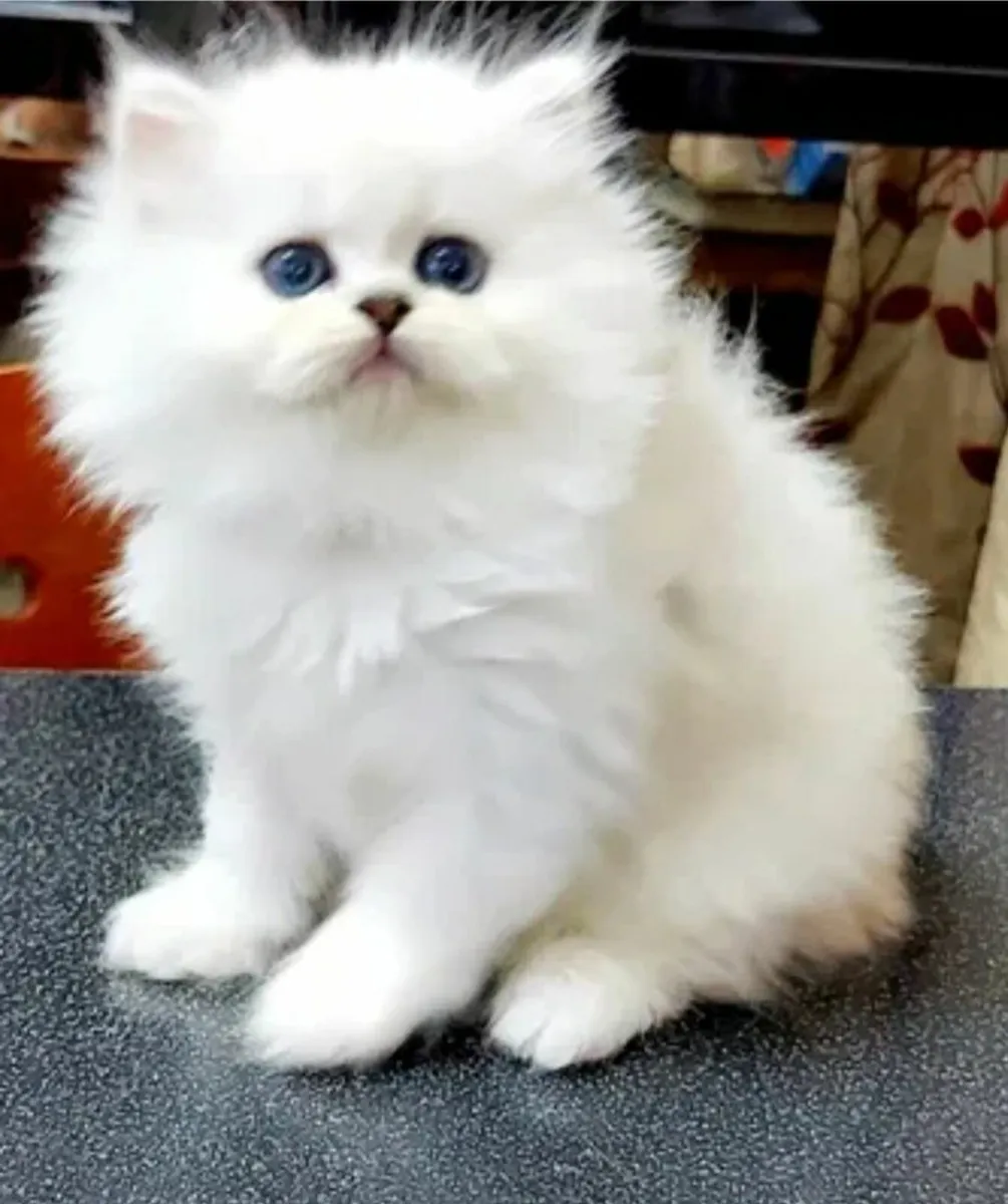 Persian kittens for sale in Sligo for €550 on DoneDeal