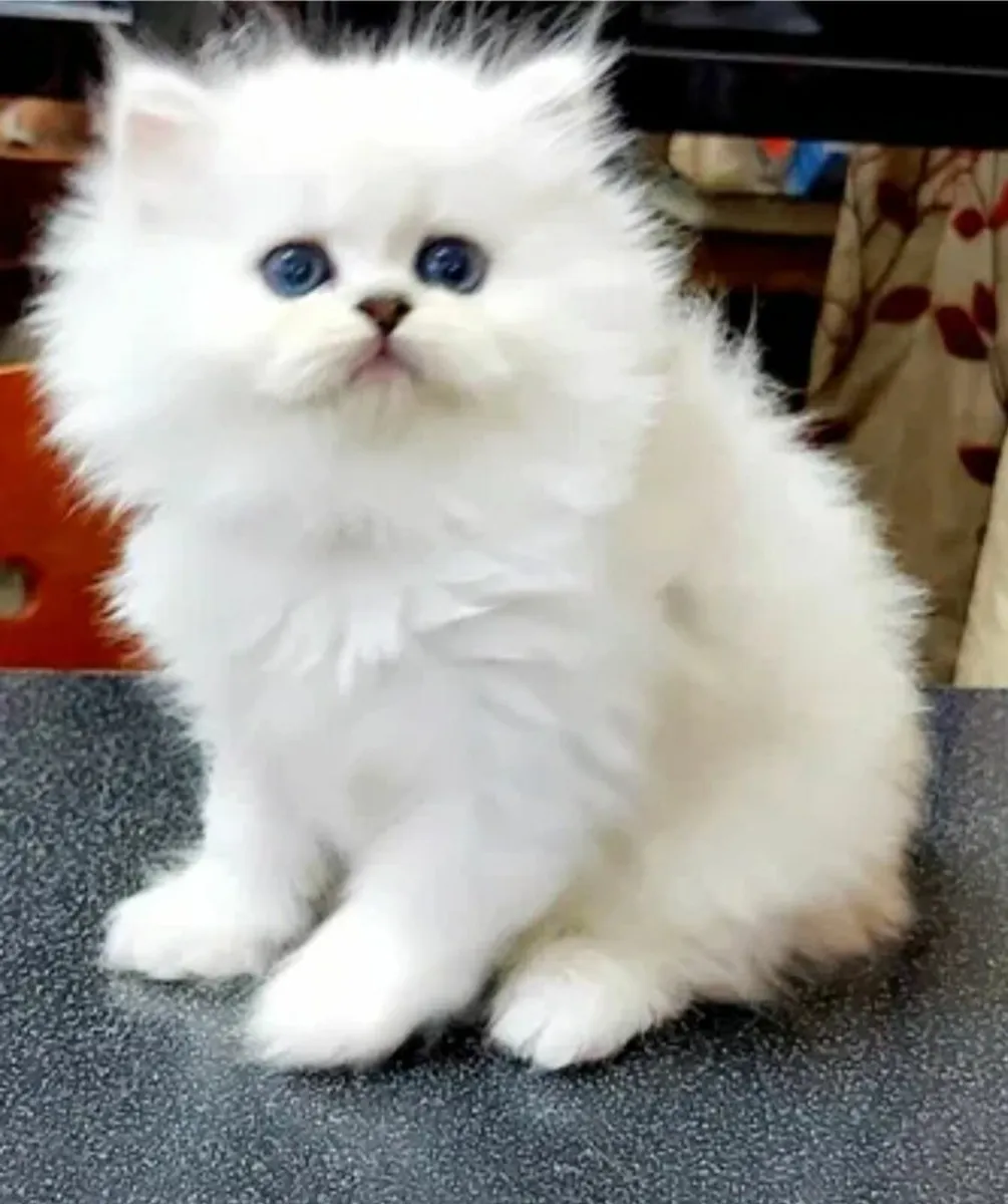 Half persian store kittens for sale