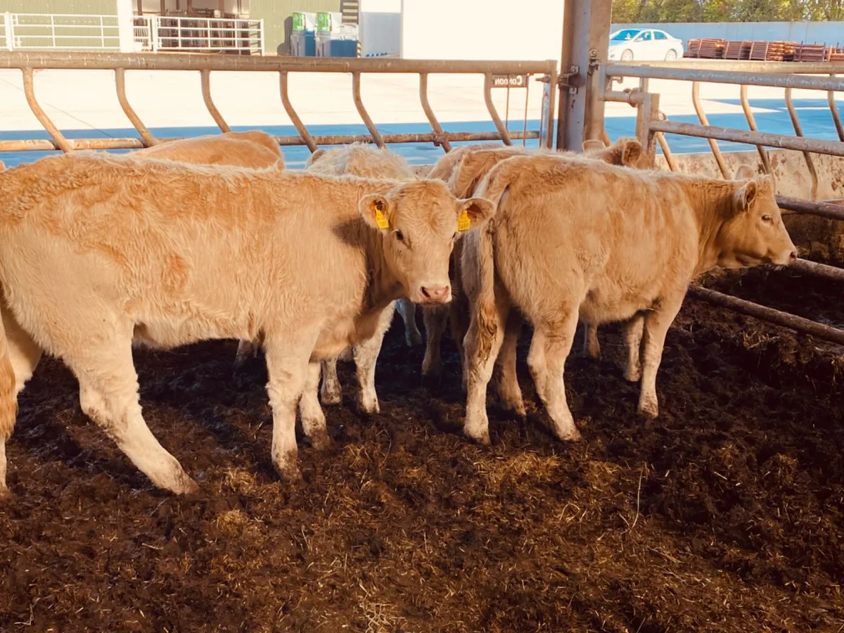 250kg Heifers - Image 3