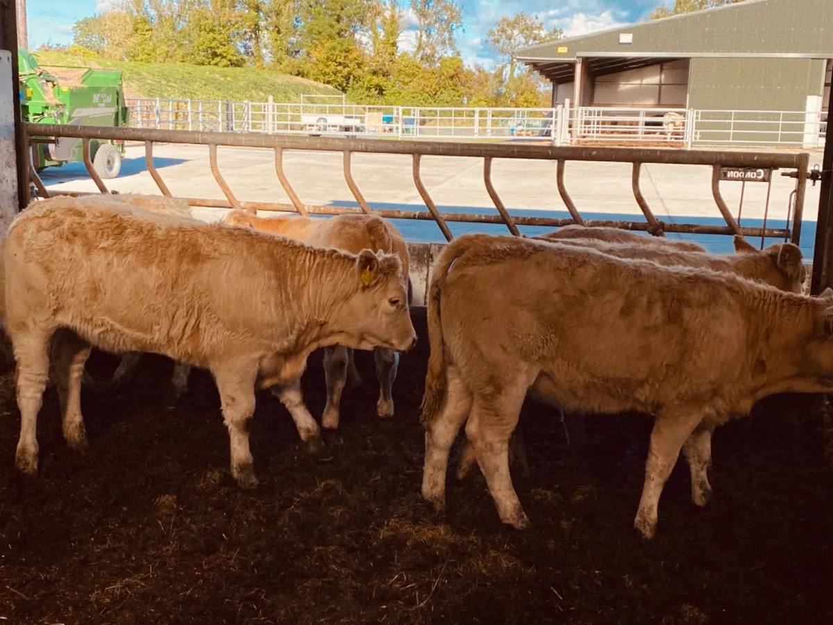 250kg Heifers - Image 2