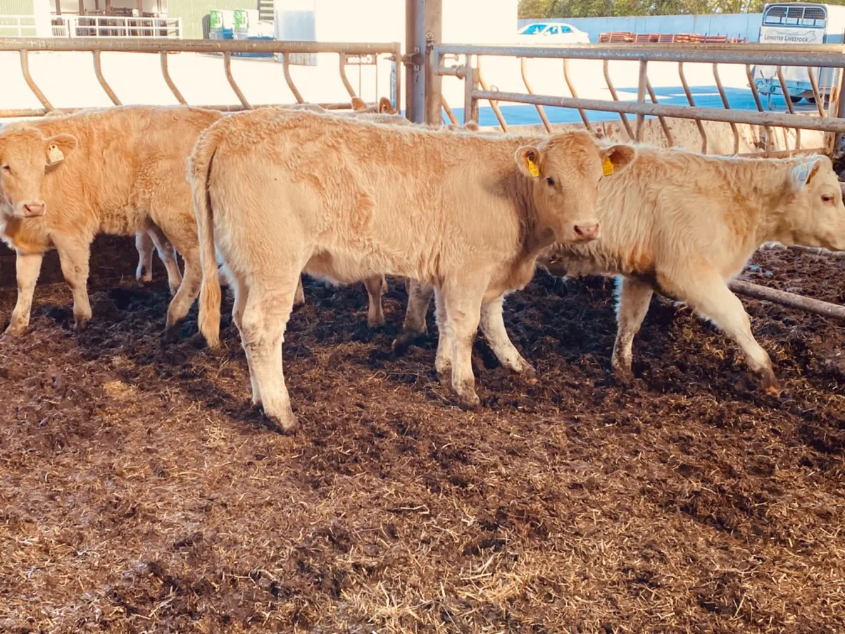 250kg Heifers