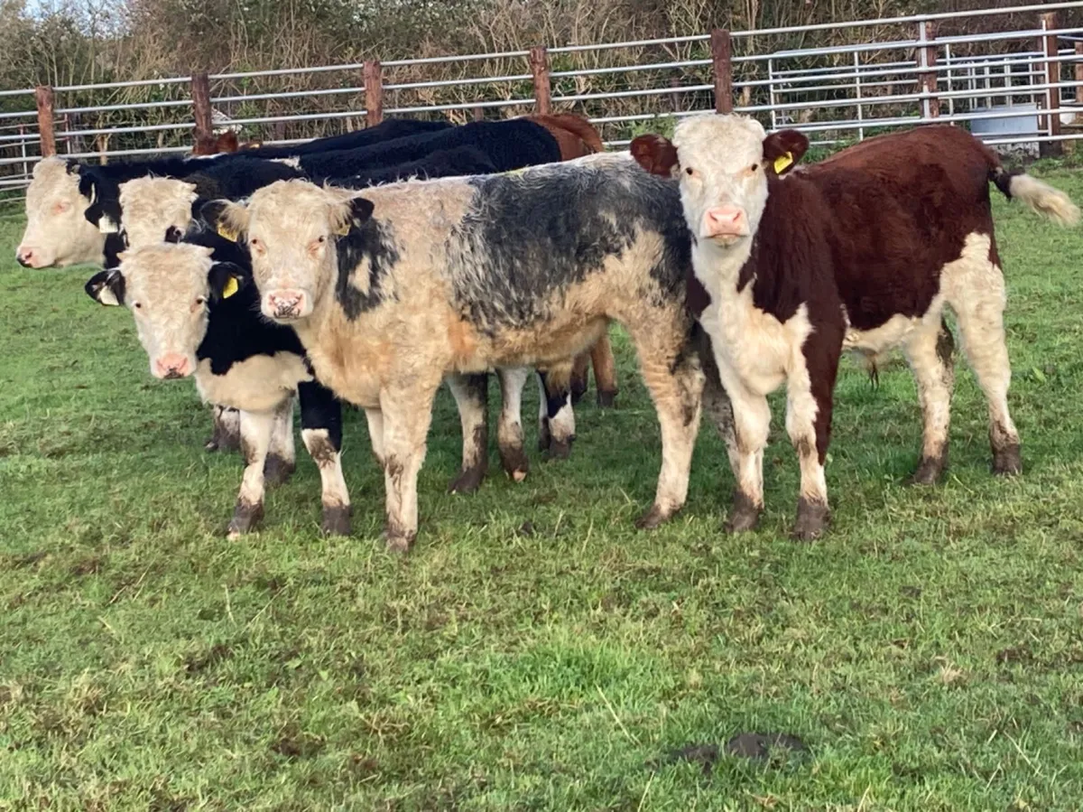OUTLYING CONTINENTAL BULL WEANLINGS