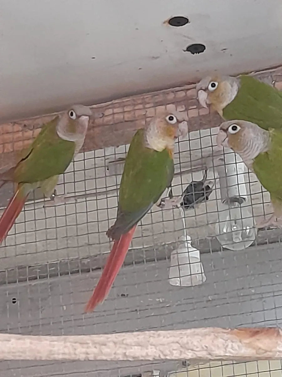 Conures dna pairs for sale