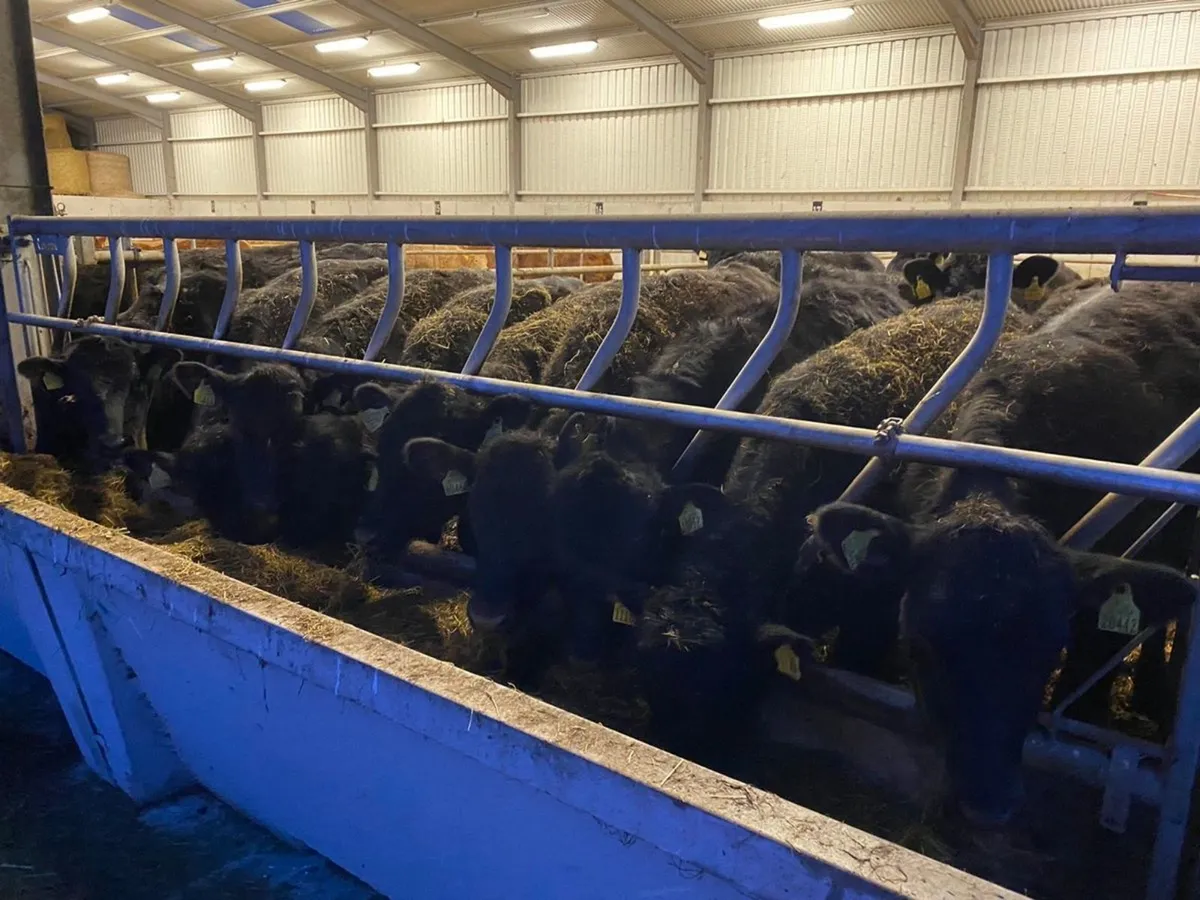 Super Black Cattle - Image 1