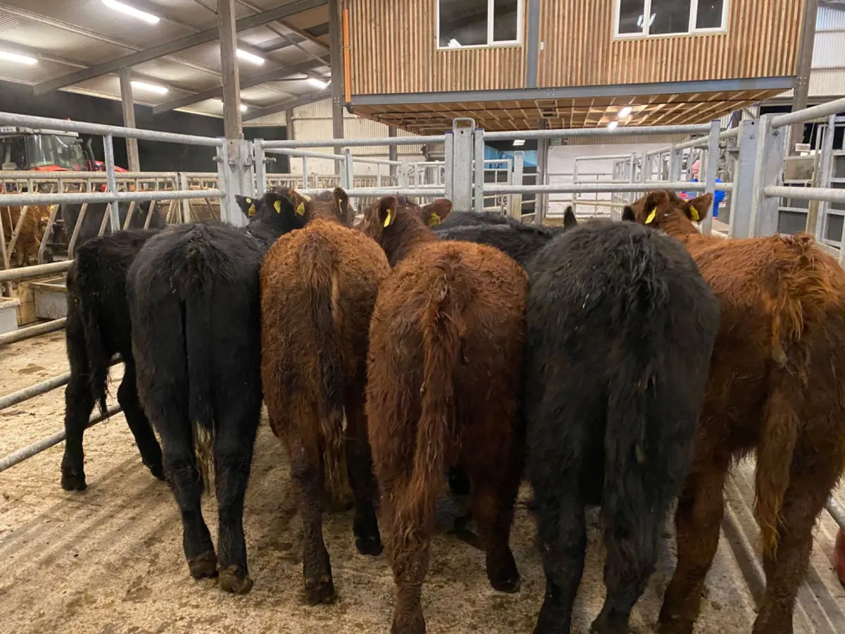 Angus Heifers - Image 3