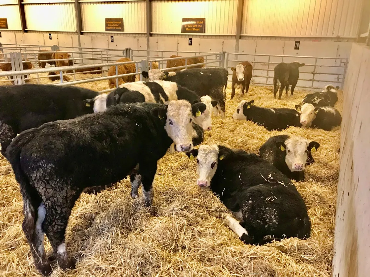 Hereford Bullocks - Image 1