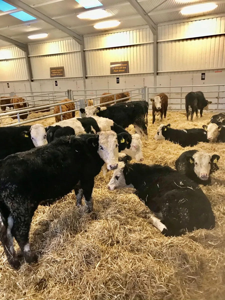 Hereford Bullocks - Image 3