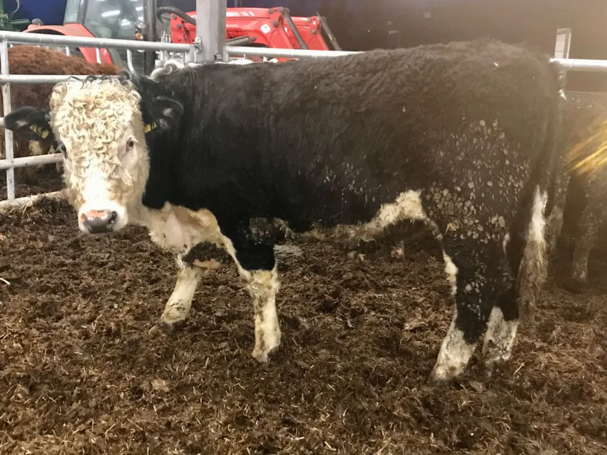 Hereford Bullocks - Image 1